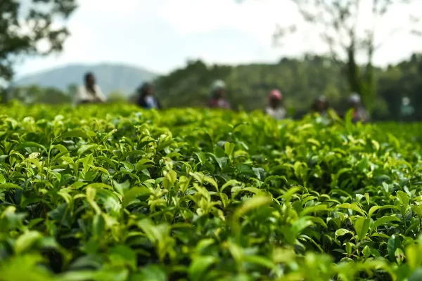 TeaDynasties' tea is organically farmed.